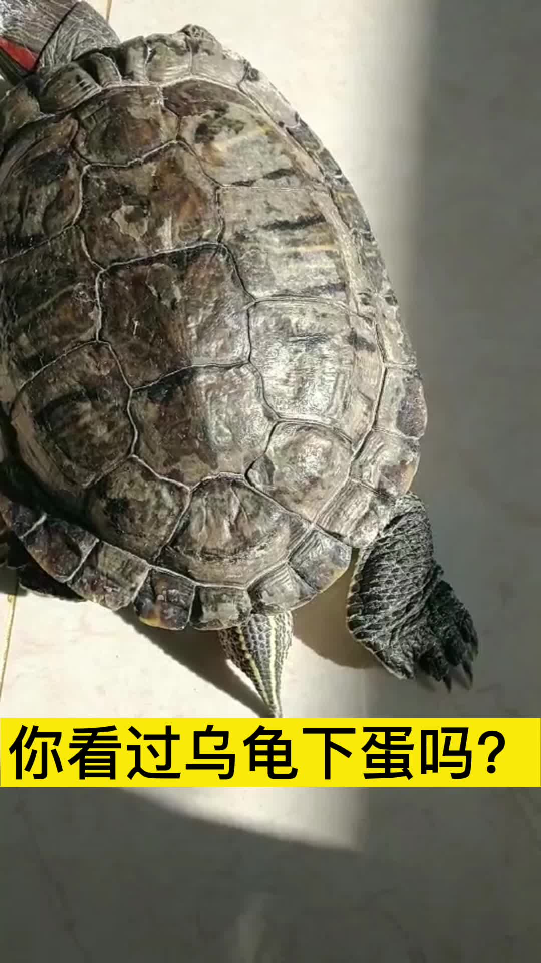 你看过乌龟下蛋吗?