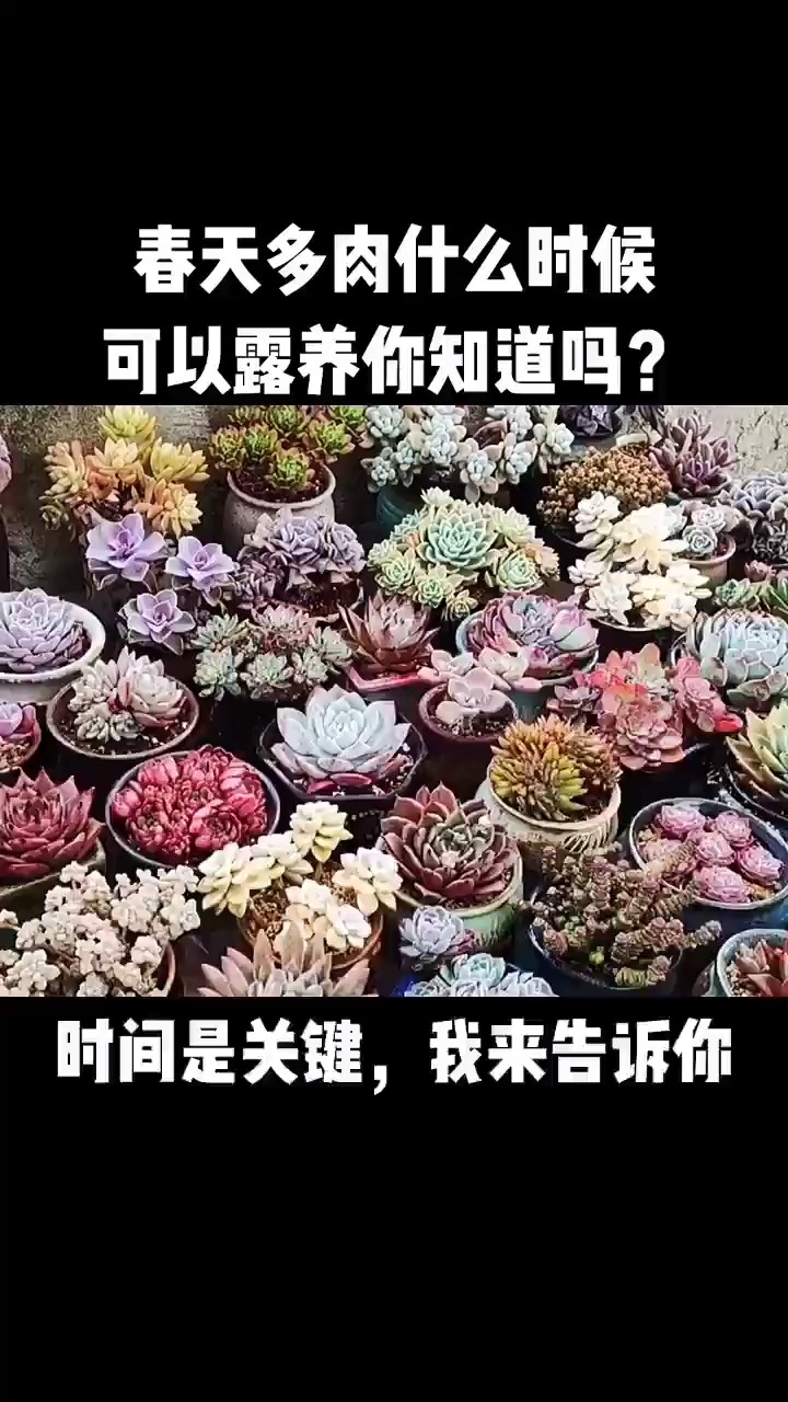 #多肉 #生活小常识 #养花小知识#