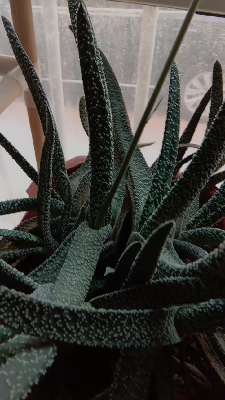 #带上全民去旅行#多肉一鲨鱼