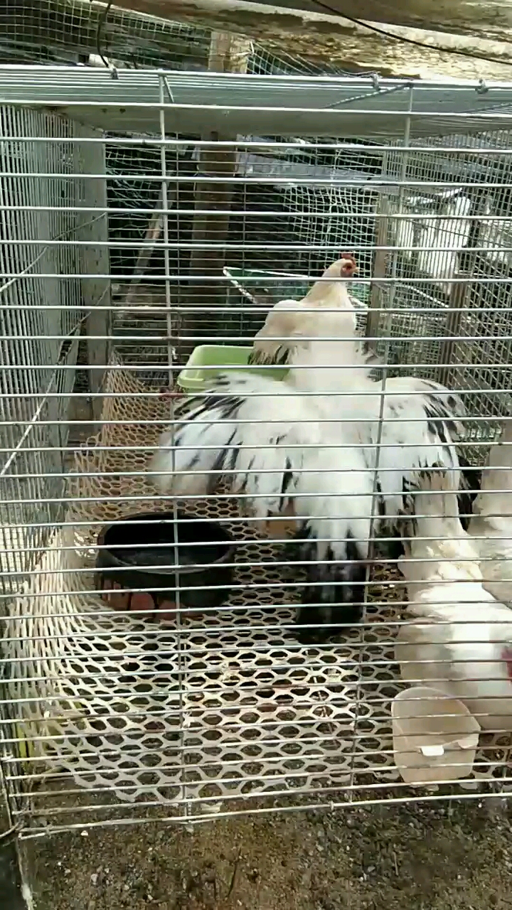 观赏白贵鸡