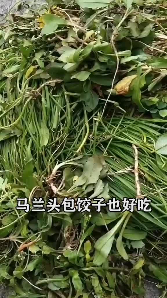 六月份必吃的一种农村野菜,清热抗炎,包饺子最好吃,