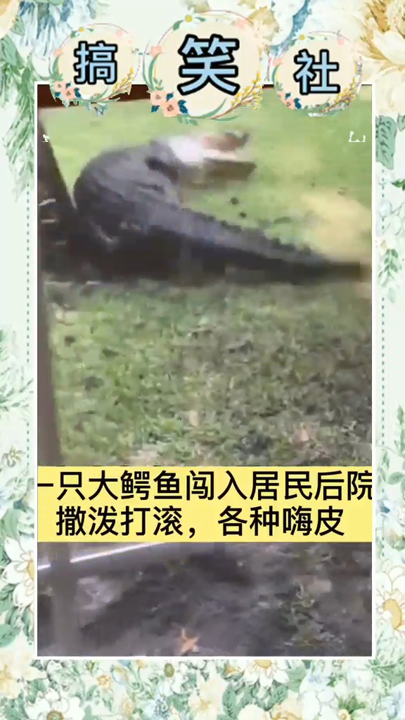 大鳄鱼闯入居民后院嗨皮被抓 大鳄鱼:我做梦也没想到,会是这样一个结局……