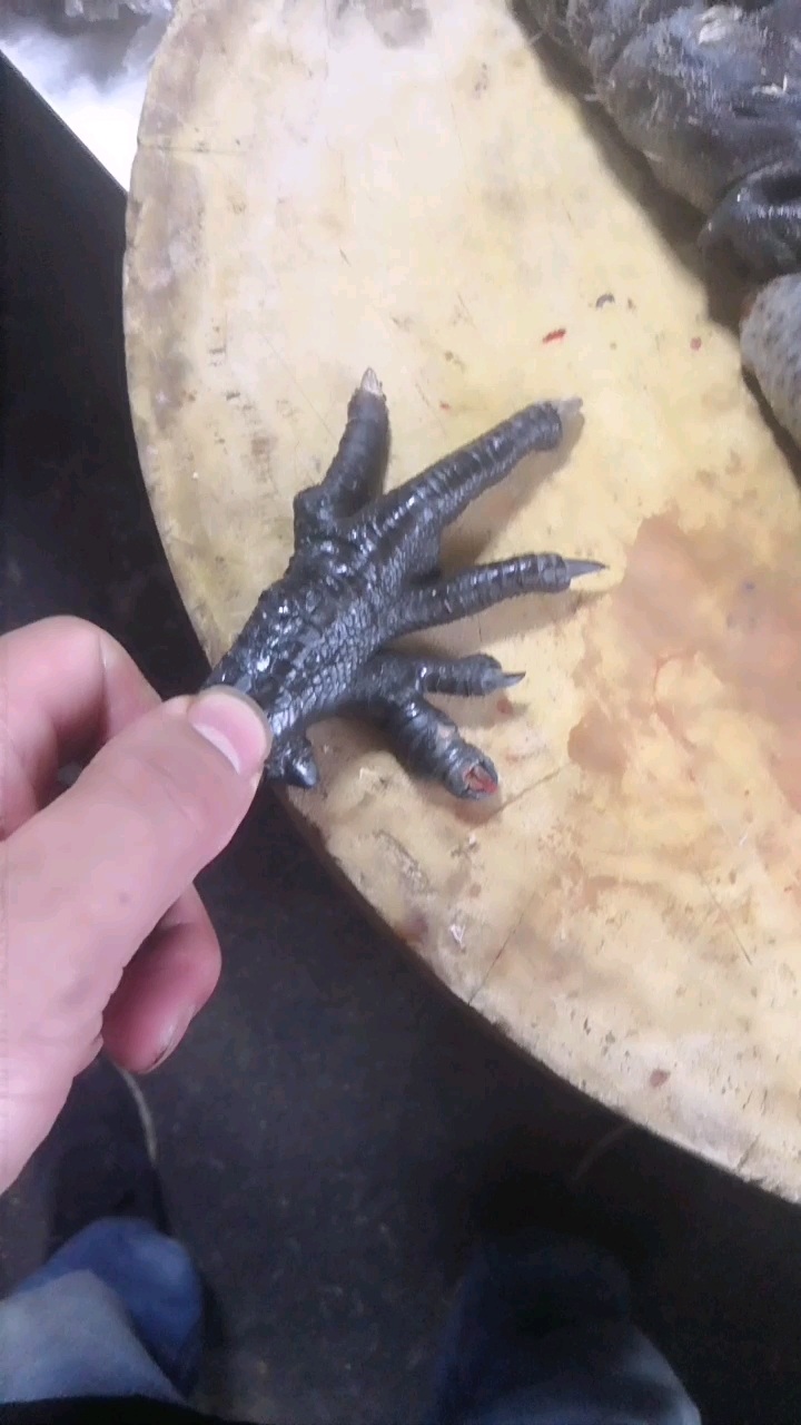 难道乌鸡爪子都这样吗?
