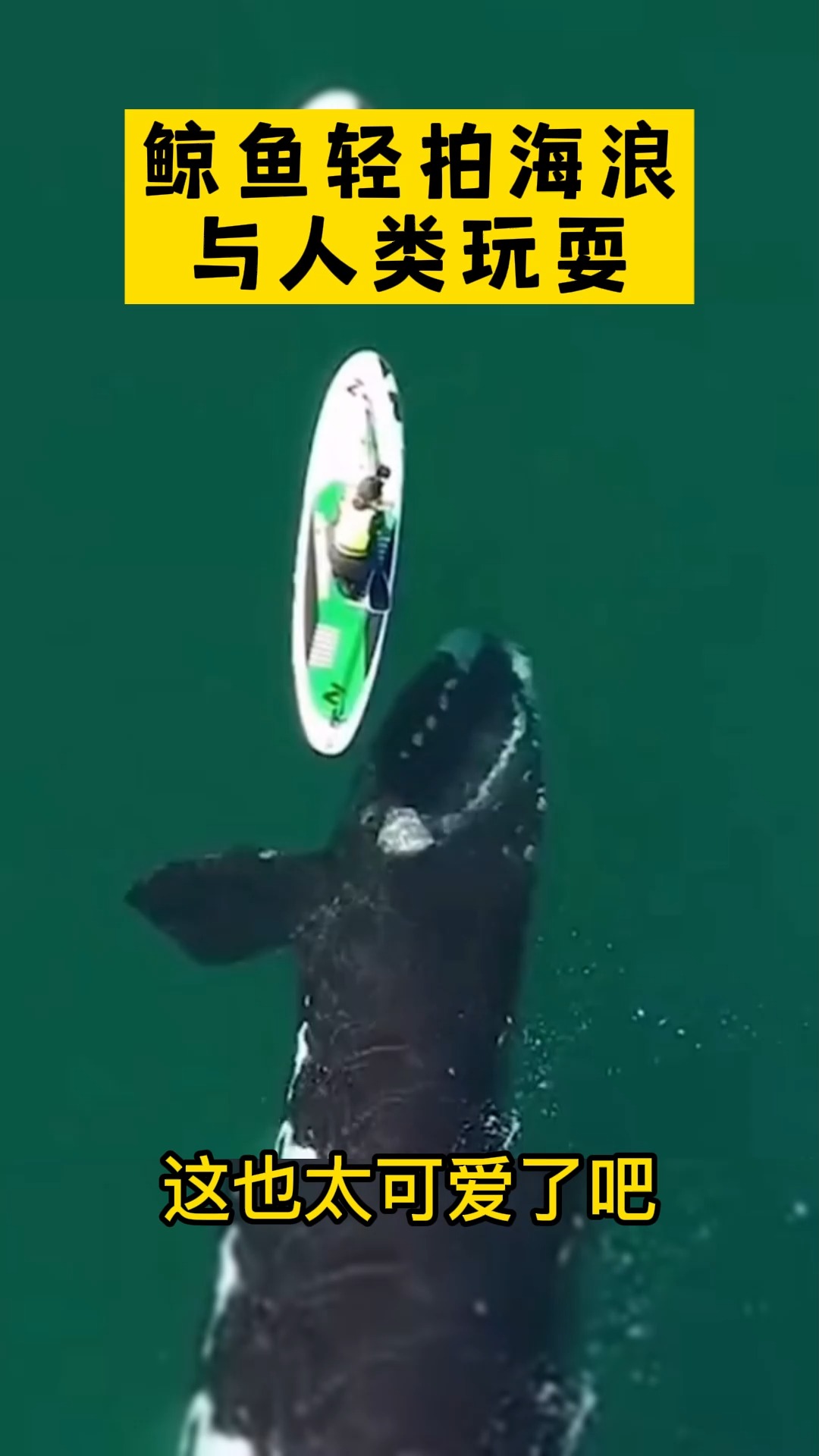 #我要上热门#鲸鱼轻拍海浪与人类玩耍