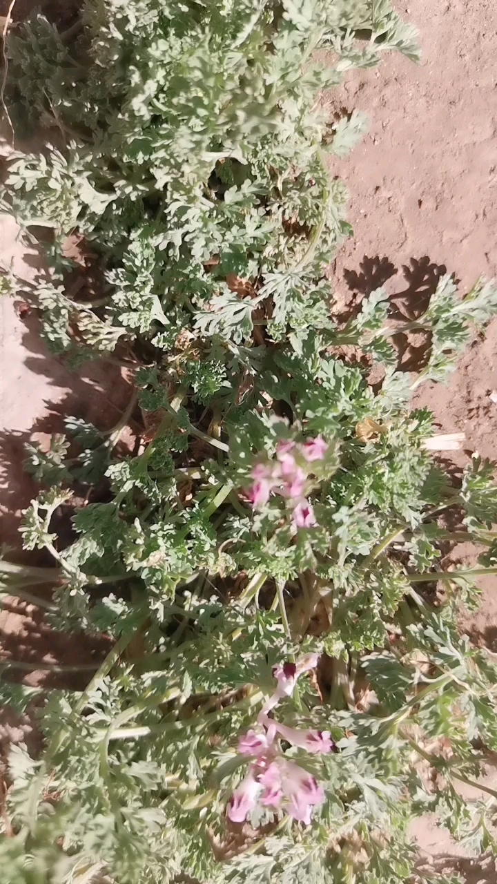 鸡丁棵学名 紫花地丁功效清热解毒,消炎消肿,消炎去湿。用法泡水喝。煎水洗用都行。