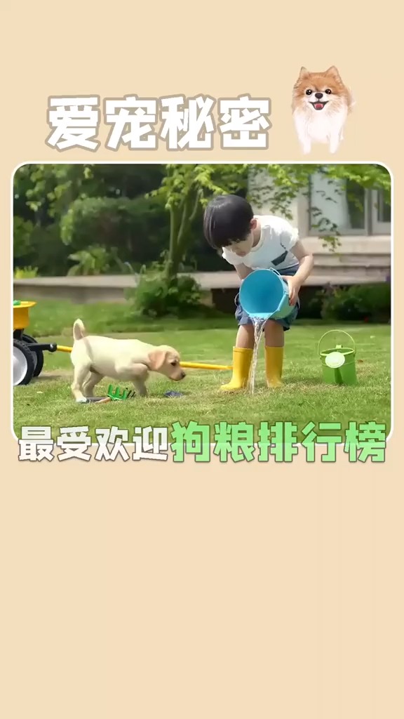 最受欢迎狗狗排行榜,你喜欢哪个?