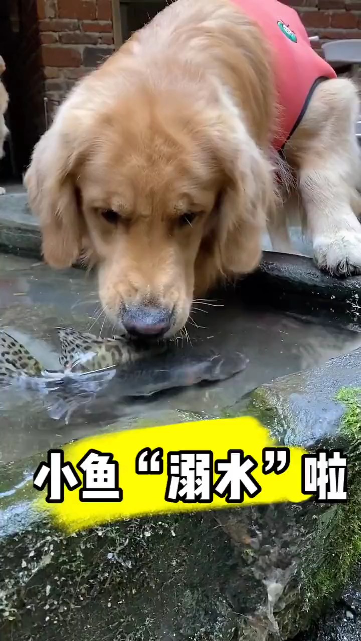 #我家萌宠成精了#救鱼啦!