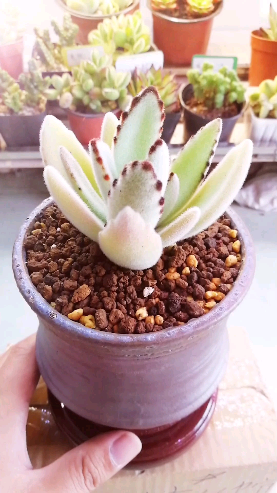 萌萌的月兔耳,哈哈!