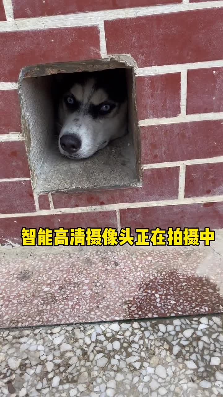 二哈安保系统是如何崩溃了?