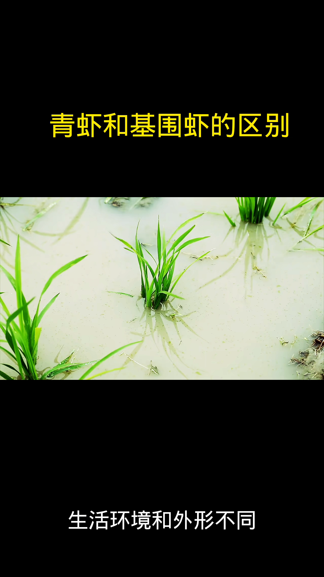 青虾和基围虾的区别