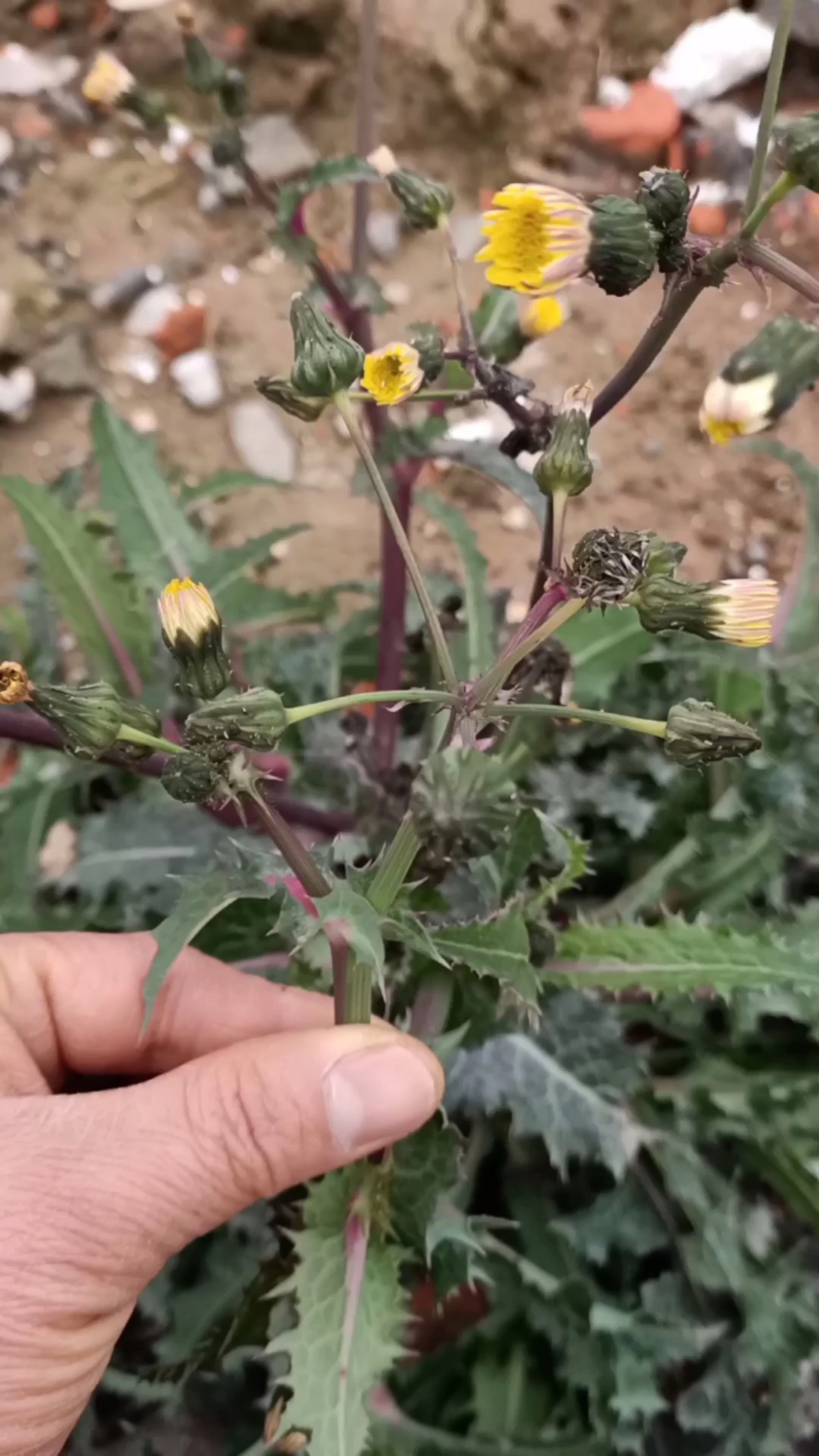 花叶滇苦菜
