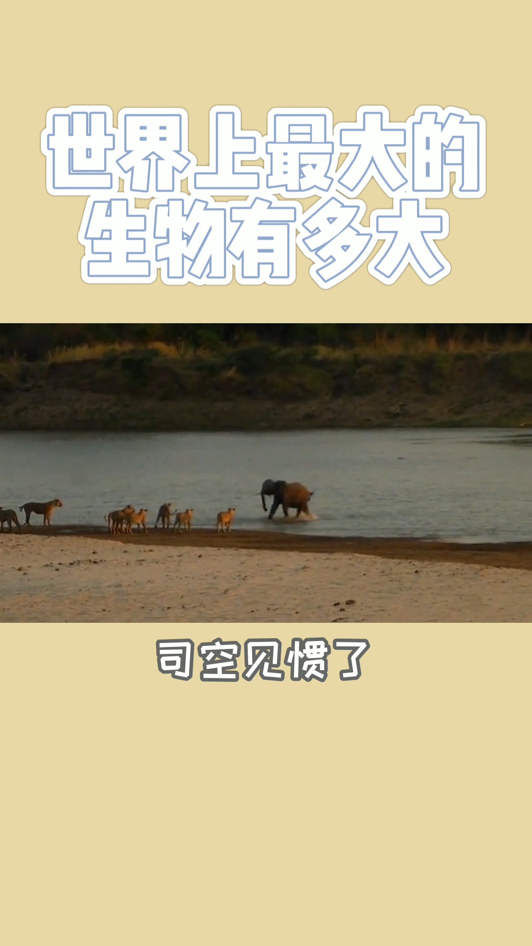 世界上最大的生物有多大