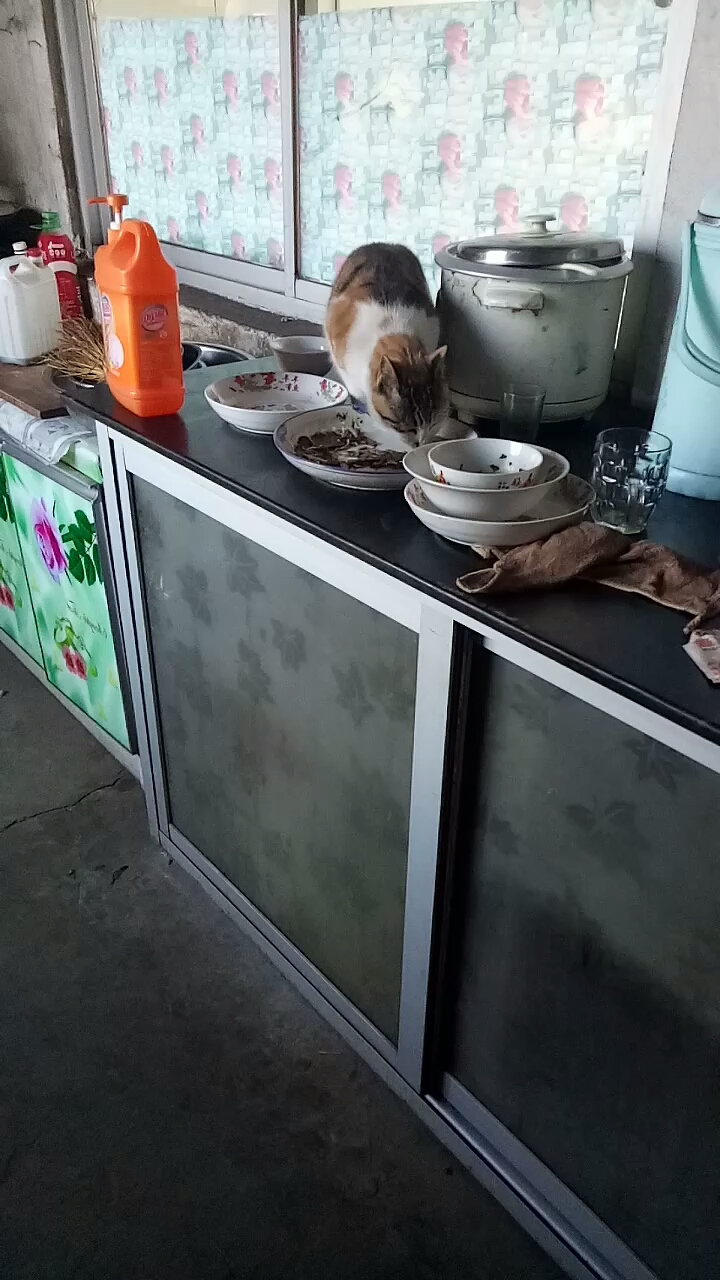 猫咪吃鱼。