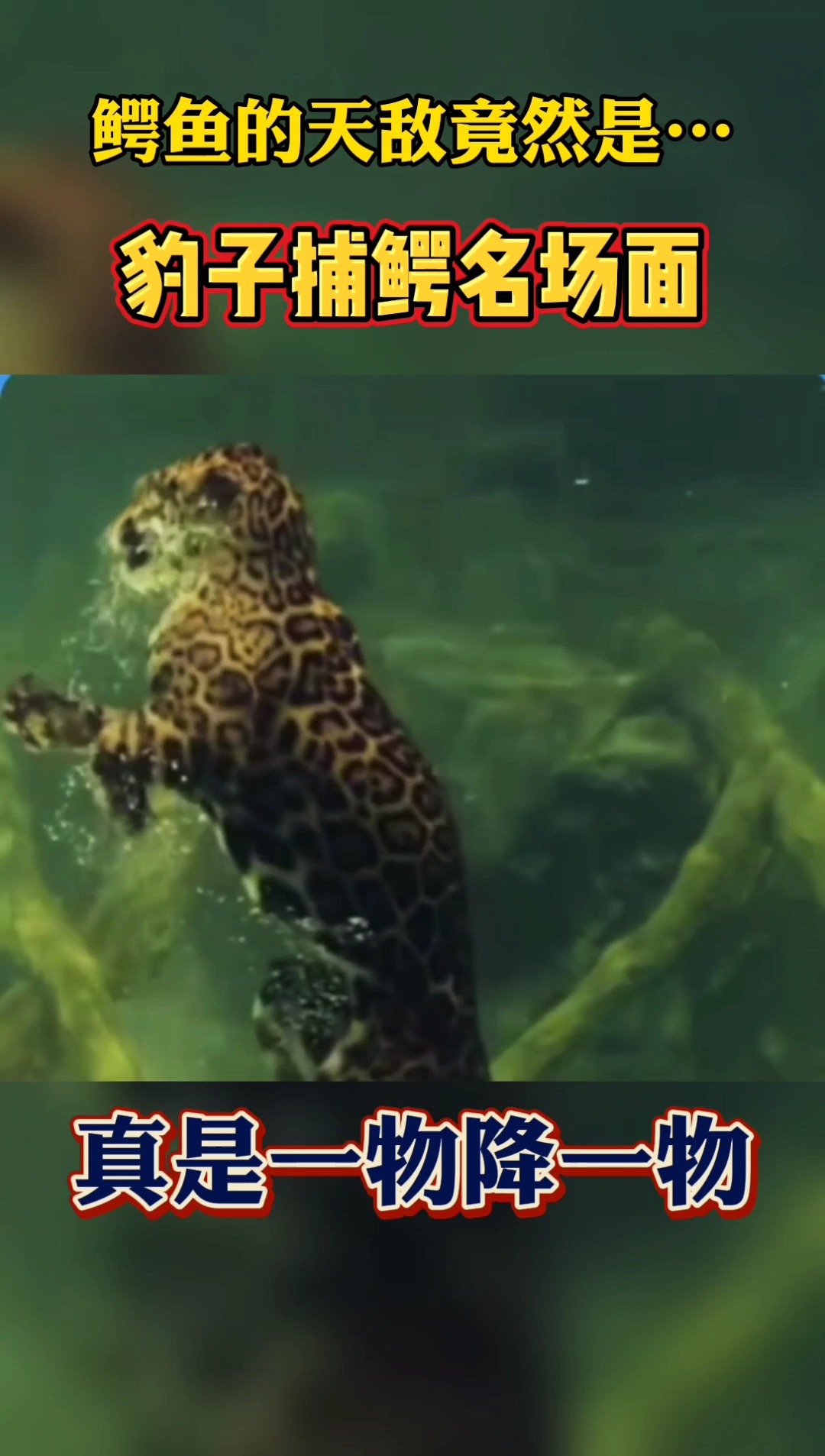 #动物世界#豹子捕鳄鱼,一物降一物!