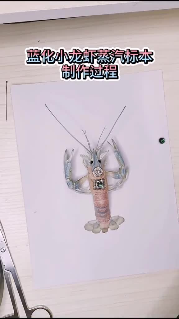 制作过程来啦怎么怎么让蓝化虾变成这种梦幻的蓝粉配色?秘诀就是烤至七分熟,请注意火候,蒸汽朋