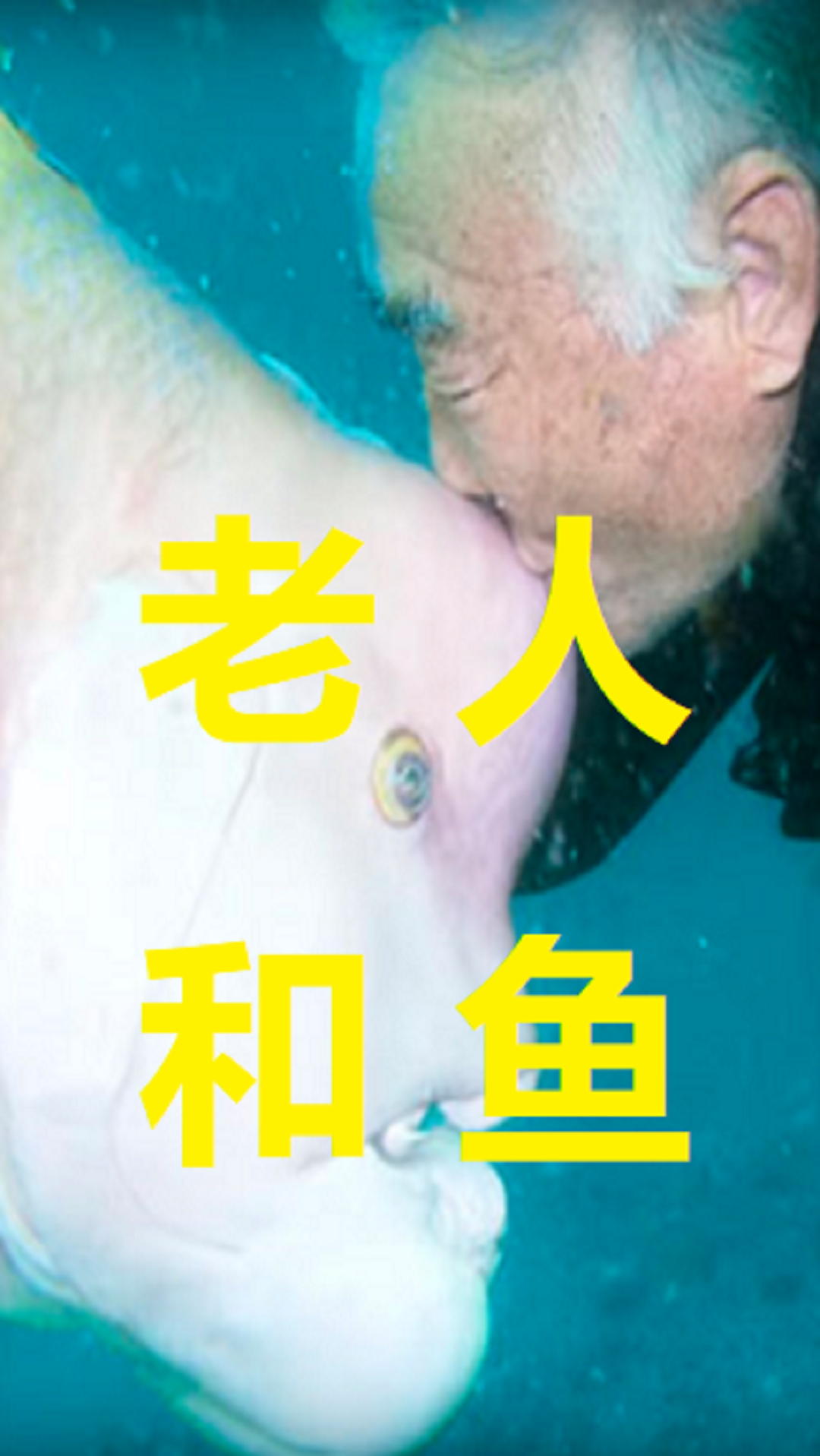 #神奇动物在这里#人鱼情未了,就冲这鱼的大脑门,怎么可能只装七秒记忆?