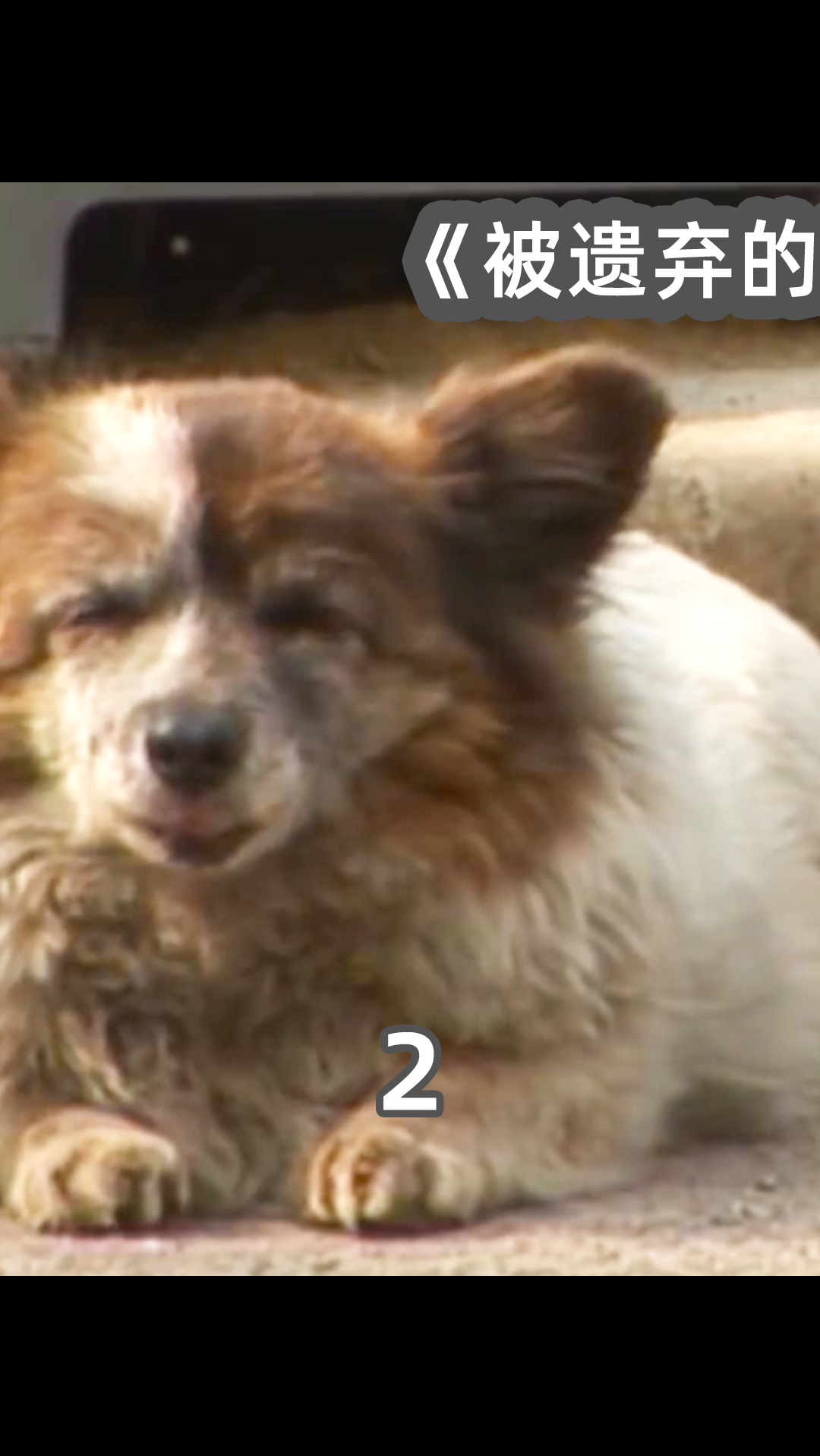 #萌宠#第②段|被遗弃的狗狗等待主人十年,现实版的忠犬八公。
