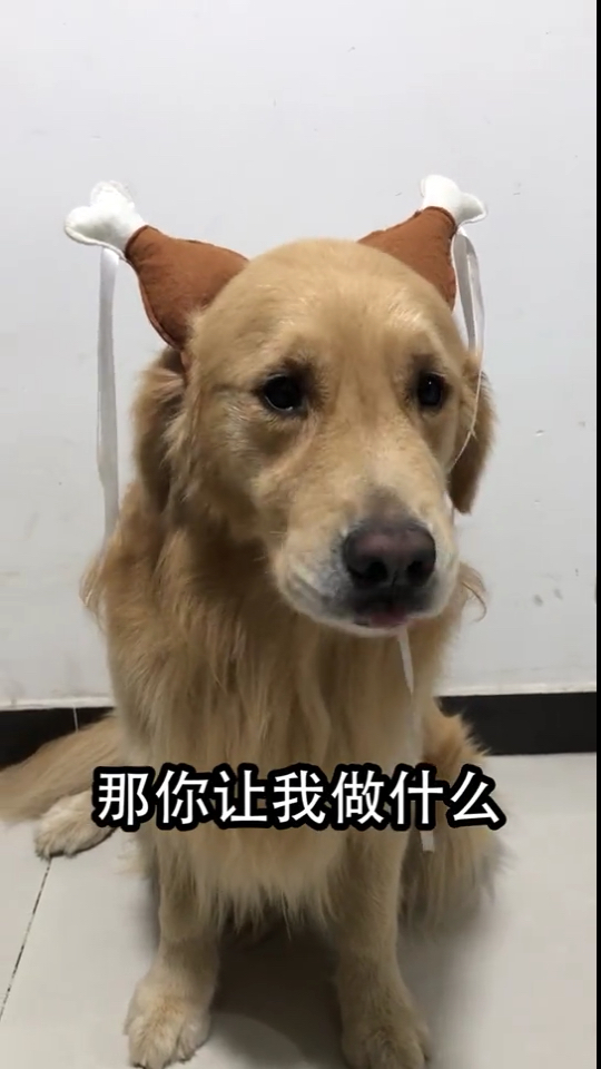 我让你别吃那个包子