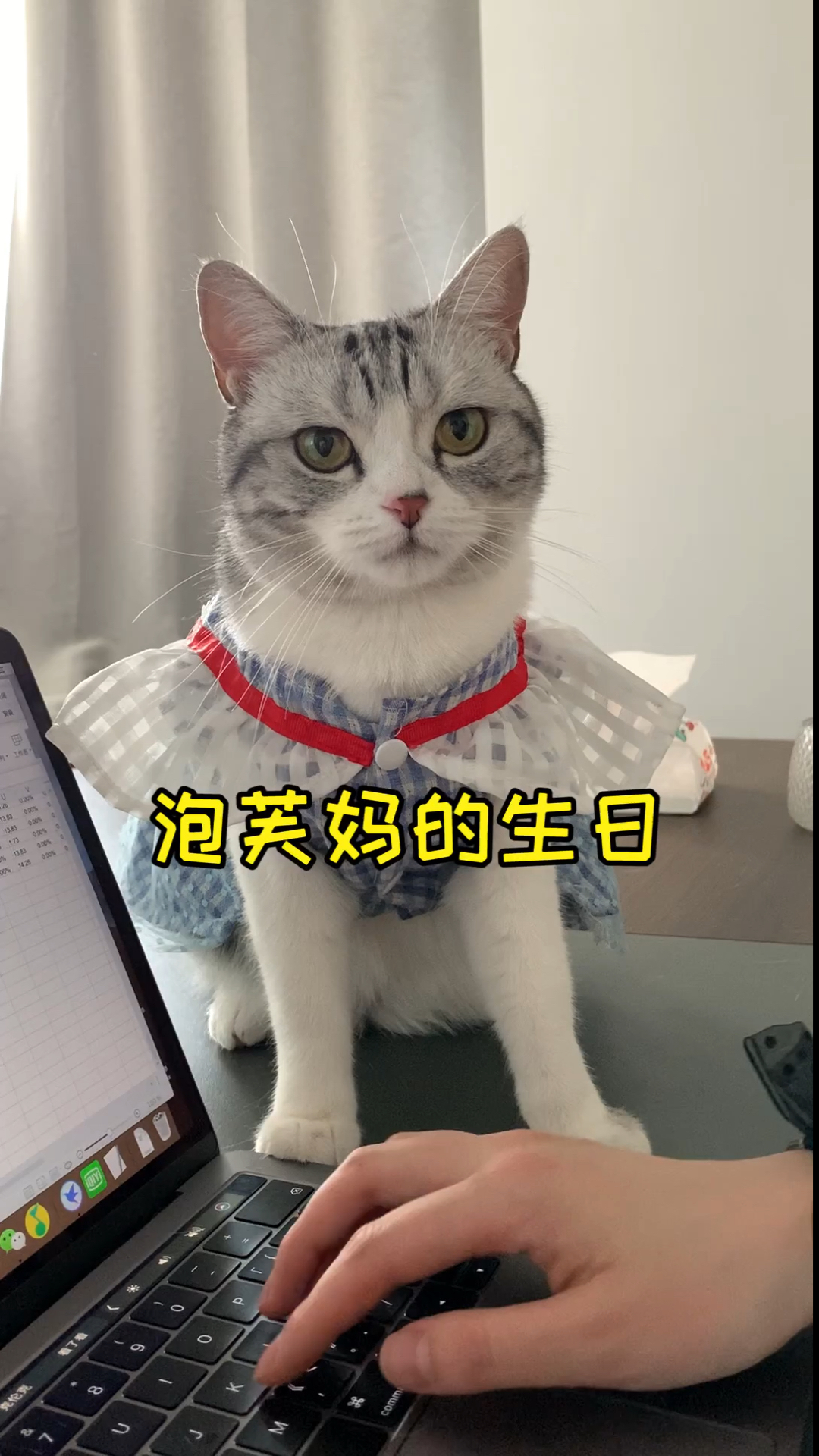 #家有猫咪#一年一度吹蜡烛的时候到啦这是泡芙陪我度过的第三个生日祝我生日快乐吧