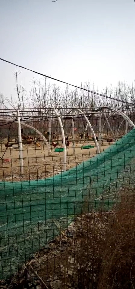 美丽的大公鸡
