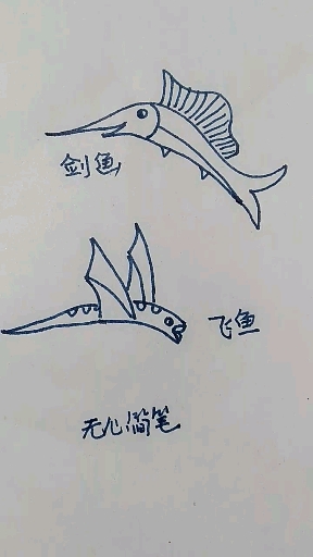 #无心之简笔画#鱼简笔画.这两种鱼你见过吗?