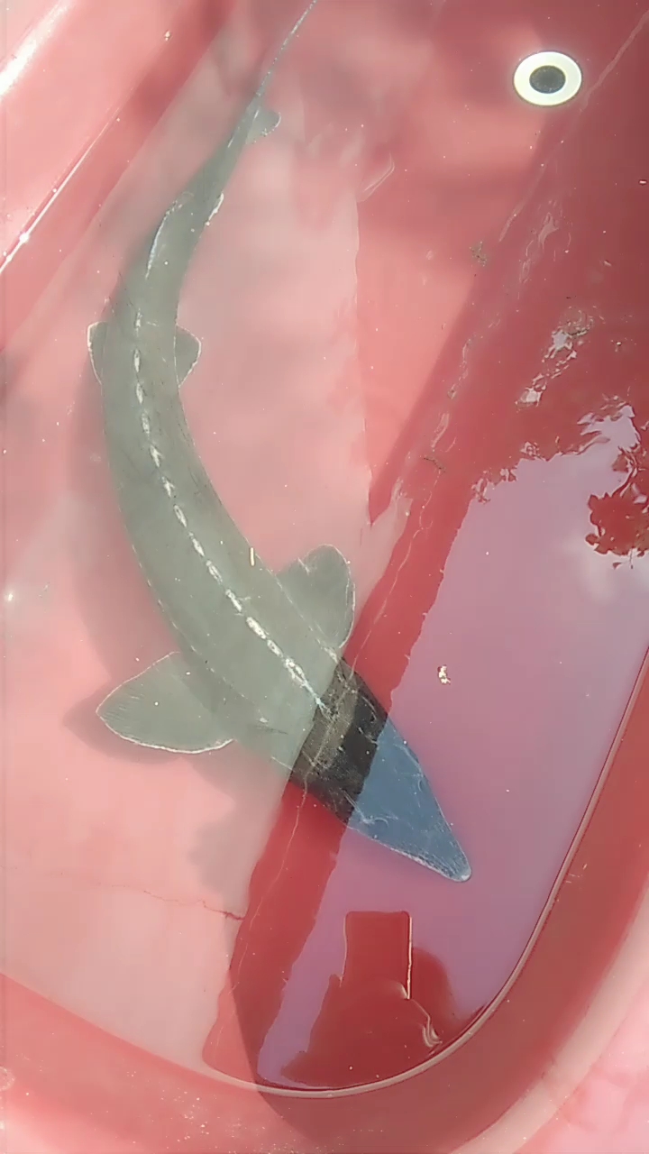 谁知道这鱼的名字