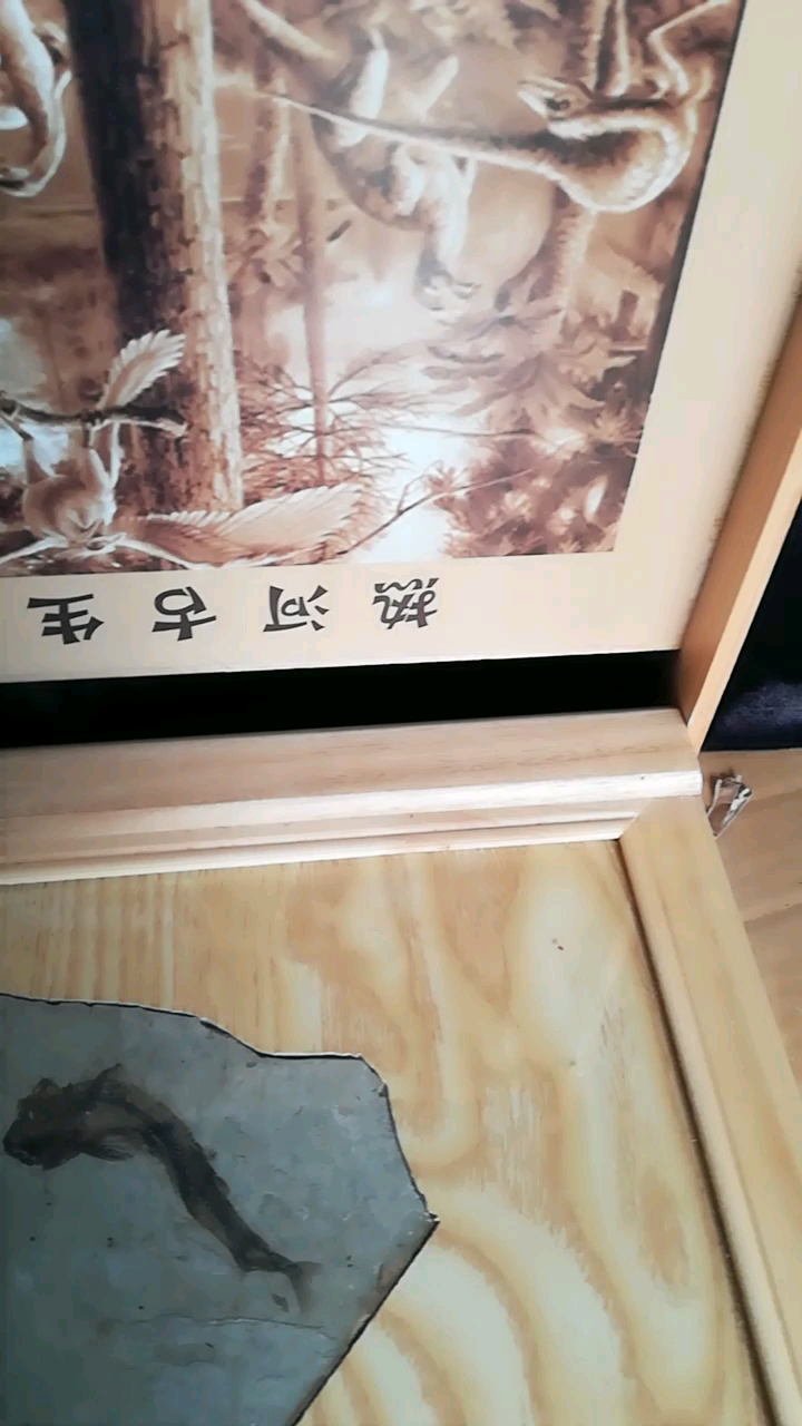 对开鱼化石2