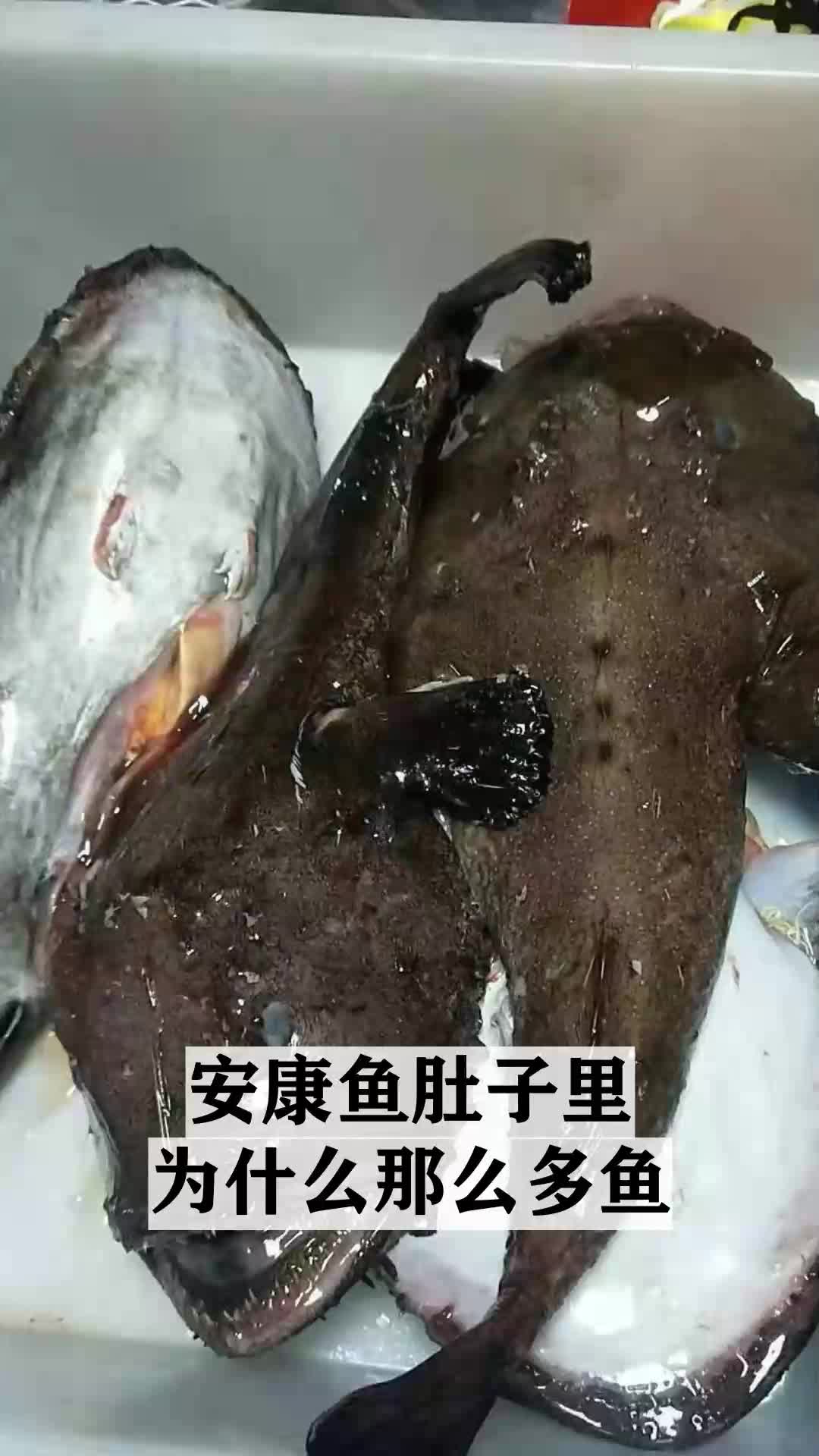 进入神秘的动物世界,安康鱼肚子里为什么那么多鱼