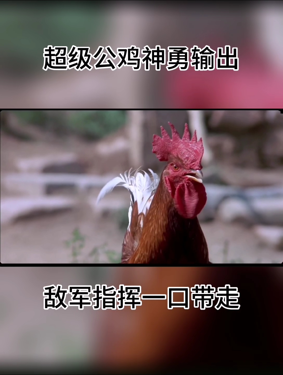 #好看电影#哈哈,抗日大公鸡,