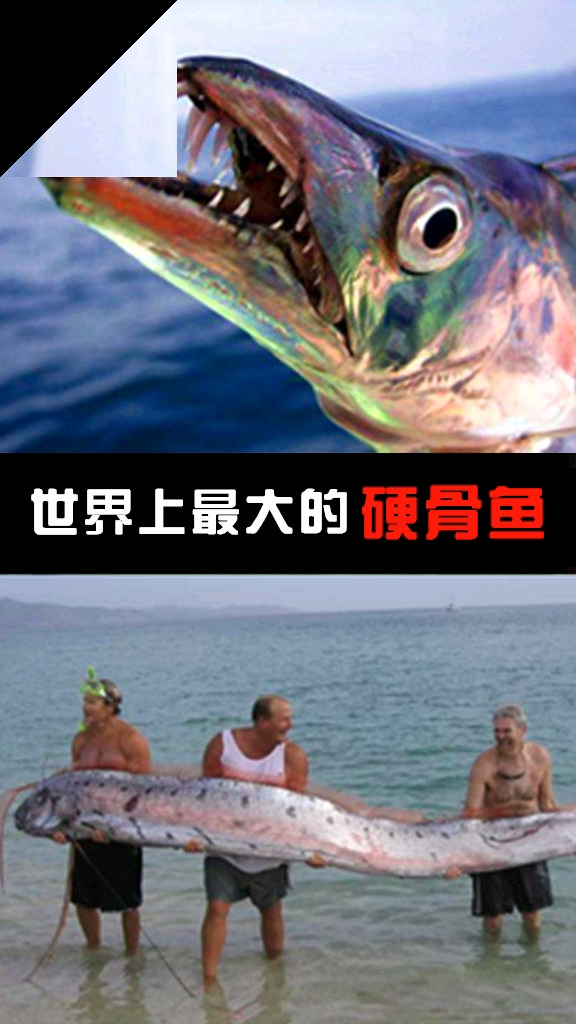 世界上最大的硬骨鱼,长可达6米,体重可达200公斤!