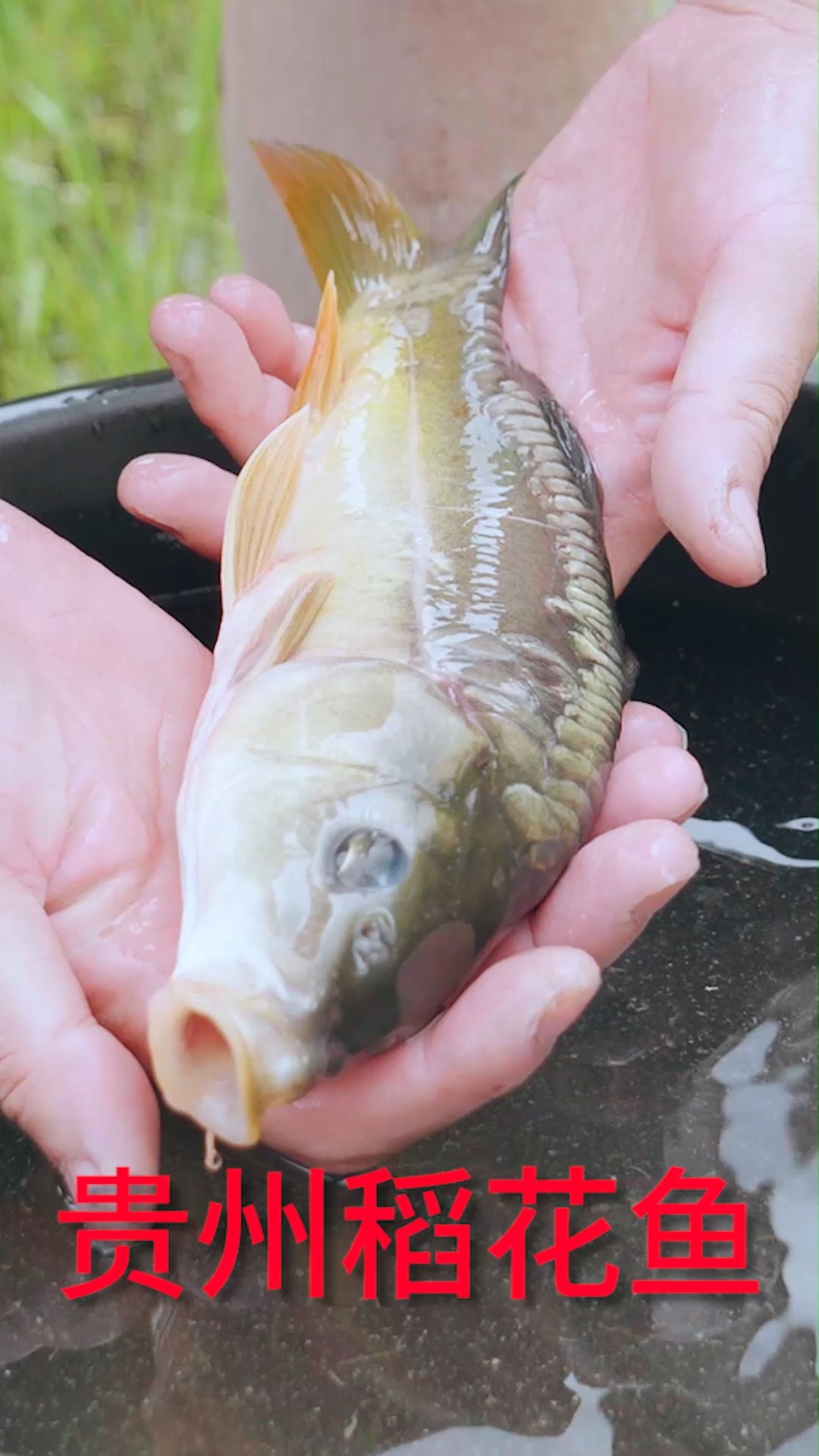 #稻花鱼#农村稻田可以养鱼?放几条鲤鱼一年四季都吃不完