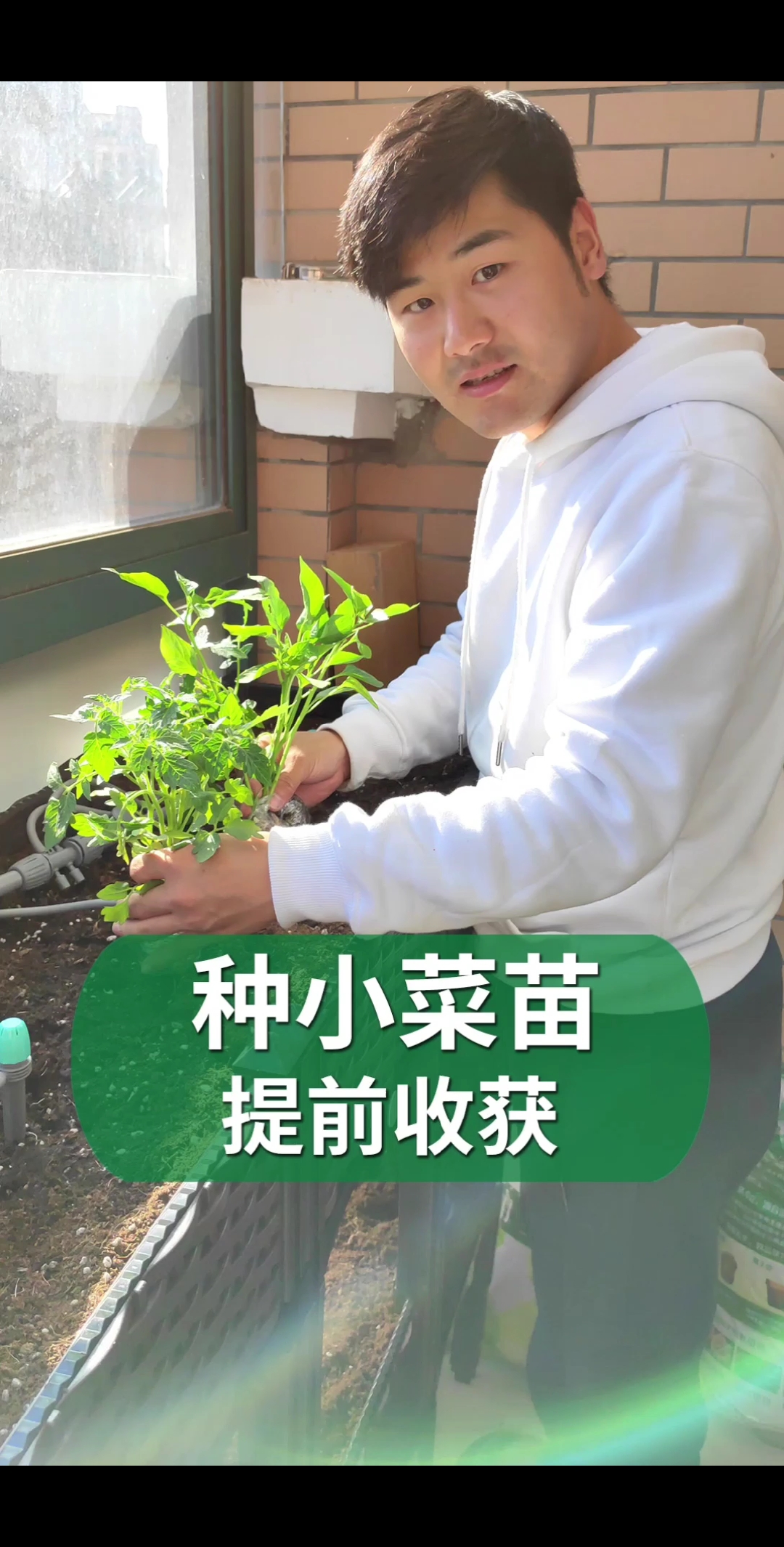 #好物推荐#蔬菜苗也能在网上买啦