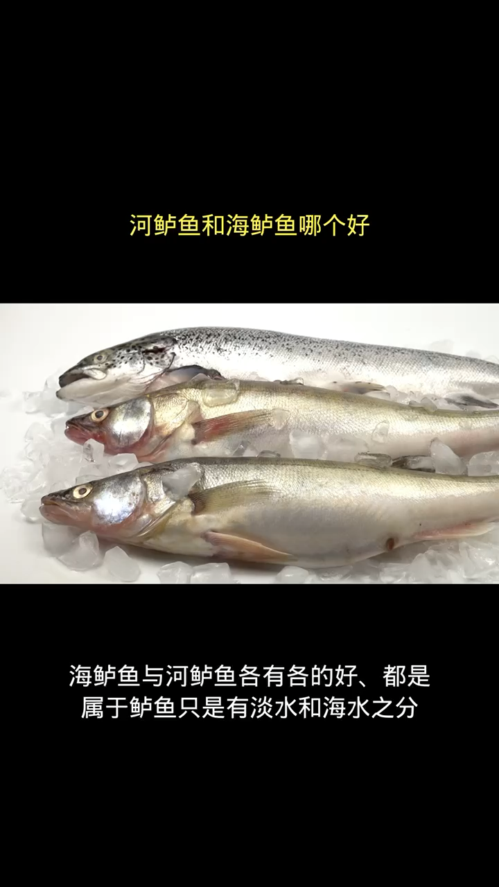 河鲈鱼和海鲈鱼哪个好