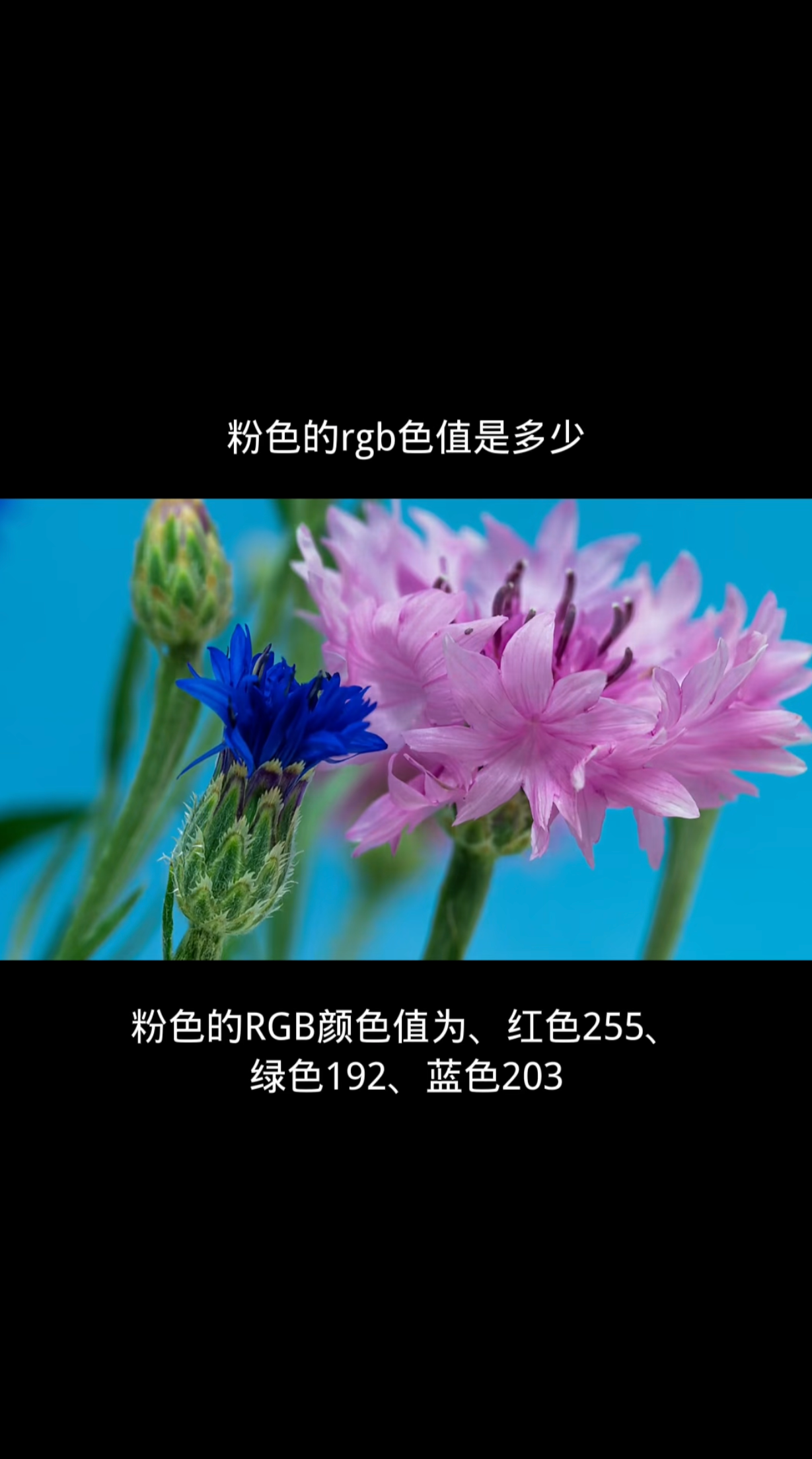 粉色的rgb色值是多少