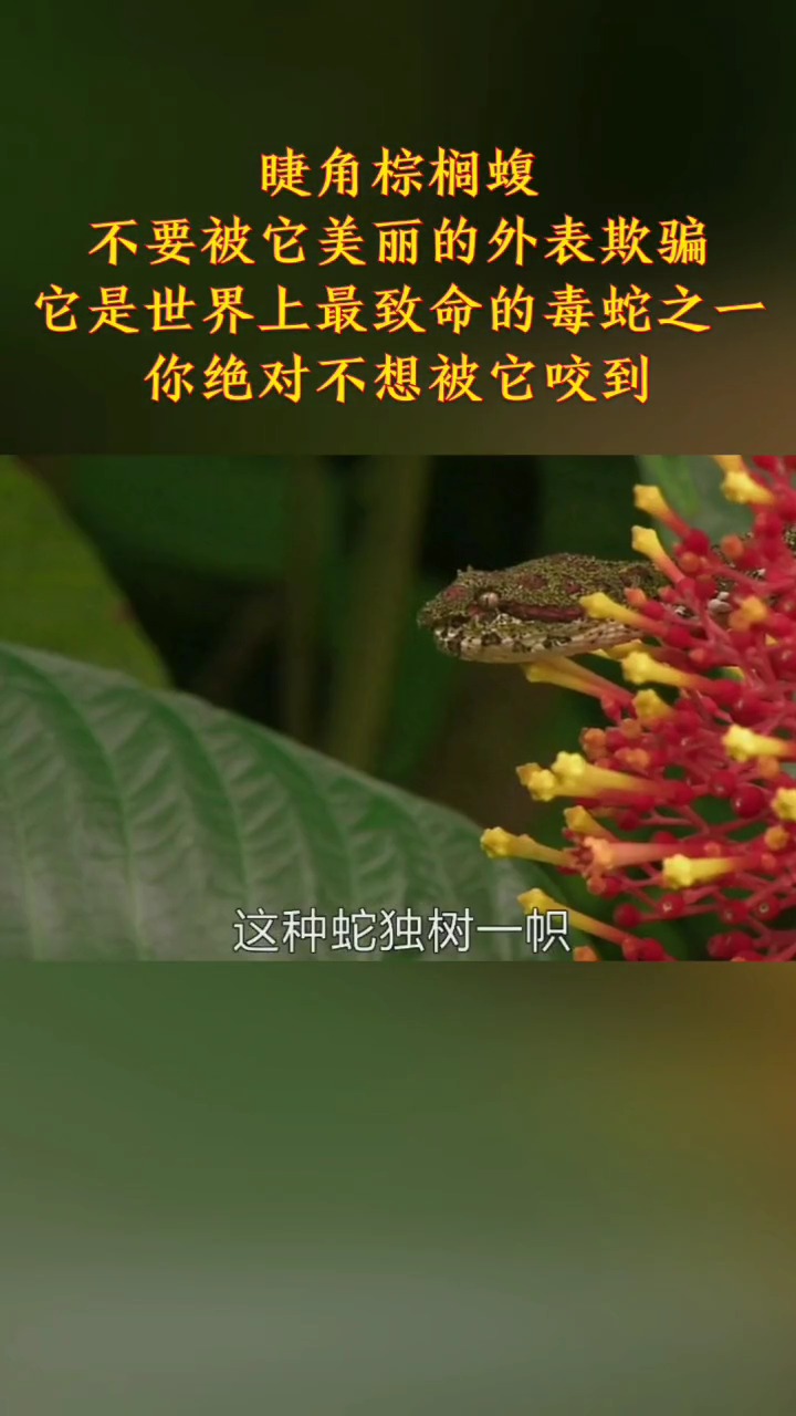 最致命毒蛇