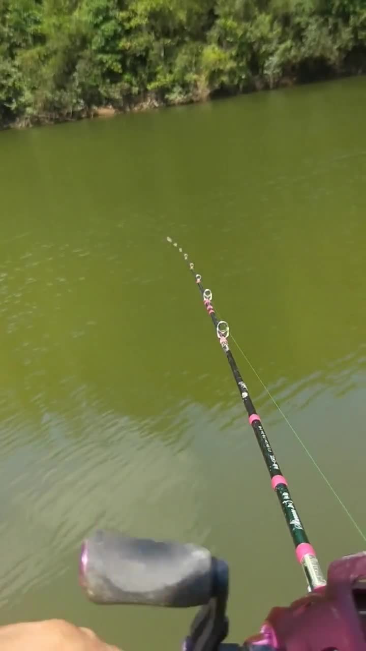 溪流精灵,军鱼鳞片非常漂亮,看起来很像草鱼,但是军鱼鳞片比草鱼大,嘴巴和鲤鱼一样小,还有一