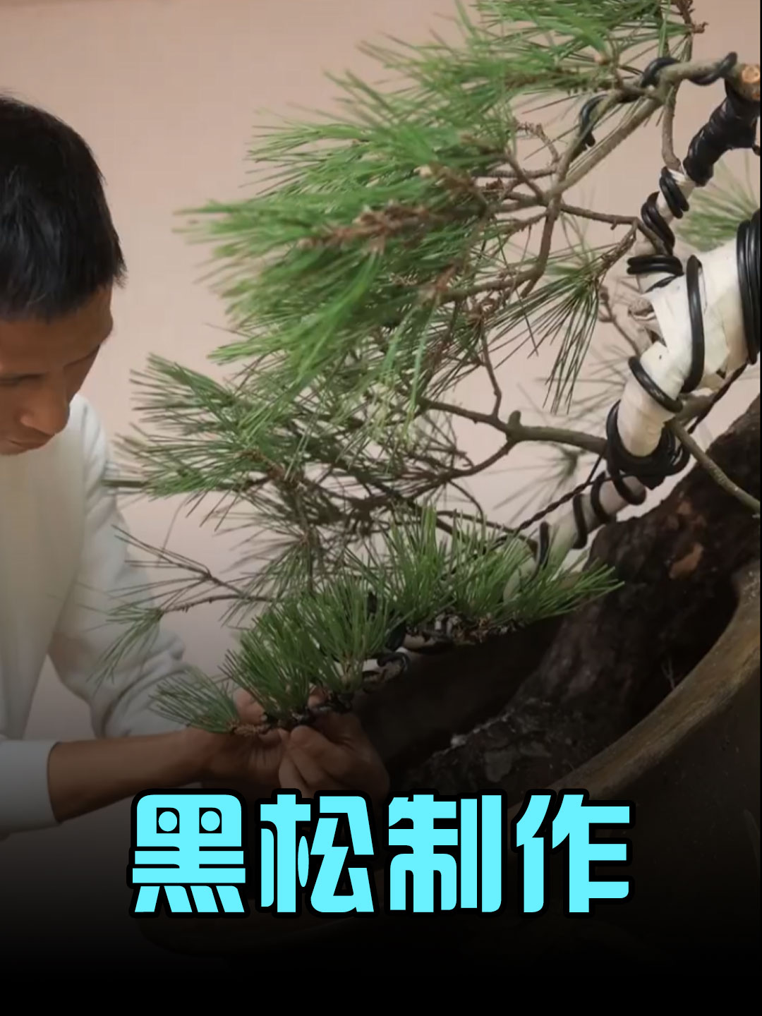 黑松盆景制作，这技术太牛了！