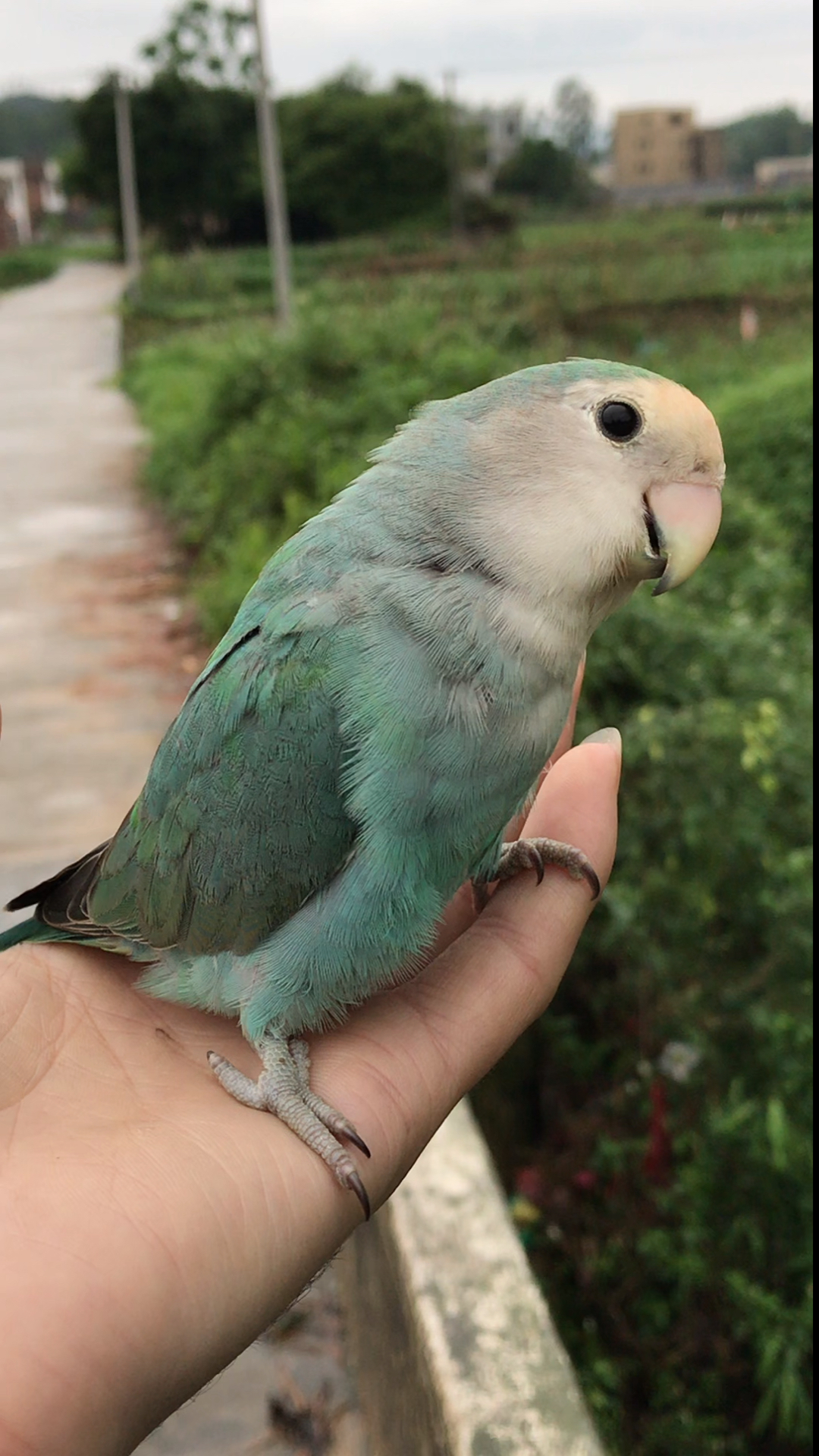 #宠物最可爱的样子#好听清晰的牡丹鹦鹉叫声