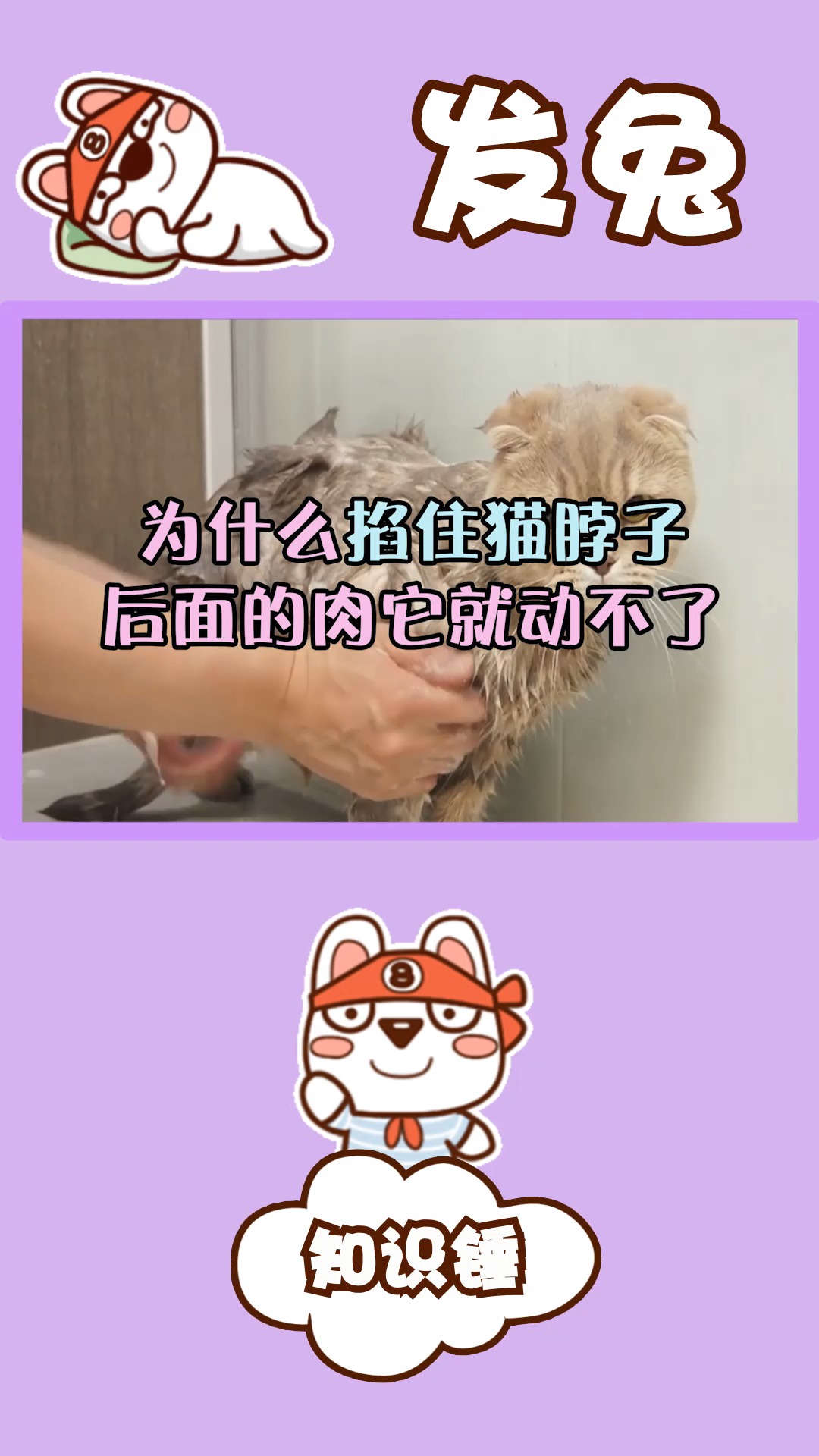 为什么掐住猫脖子后面的肉它就动不了,猫还有什么弱点呢?