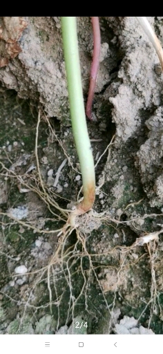 豆类红根病,