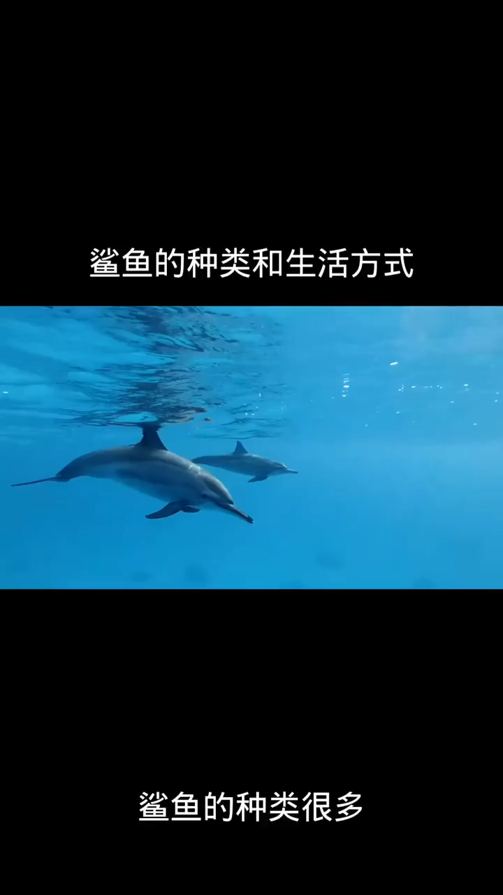 鲨鱼的种类和生活方式