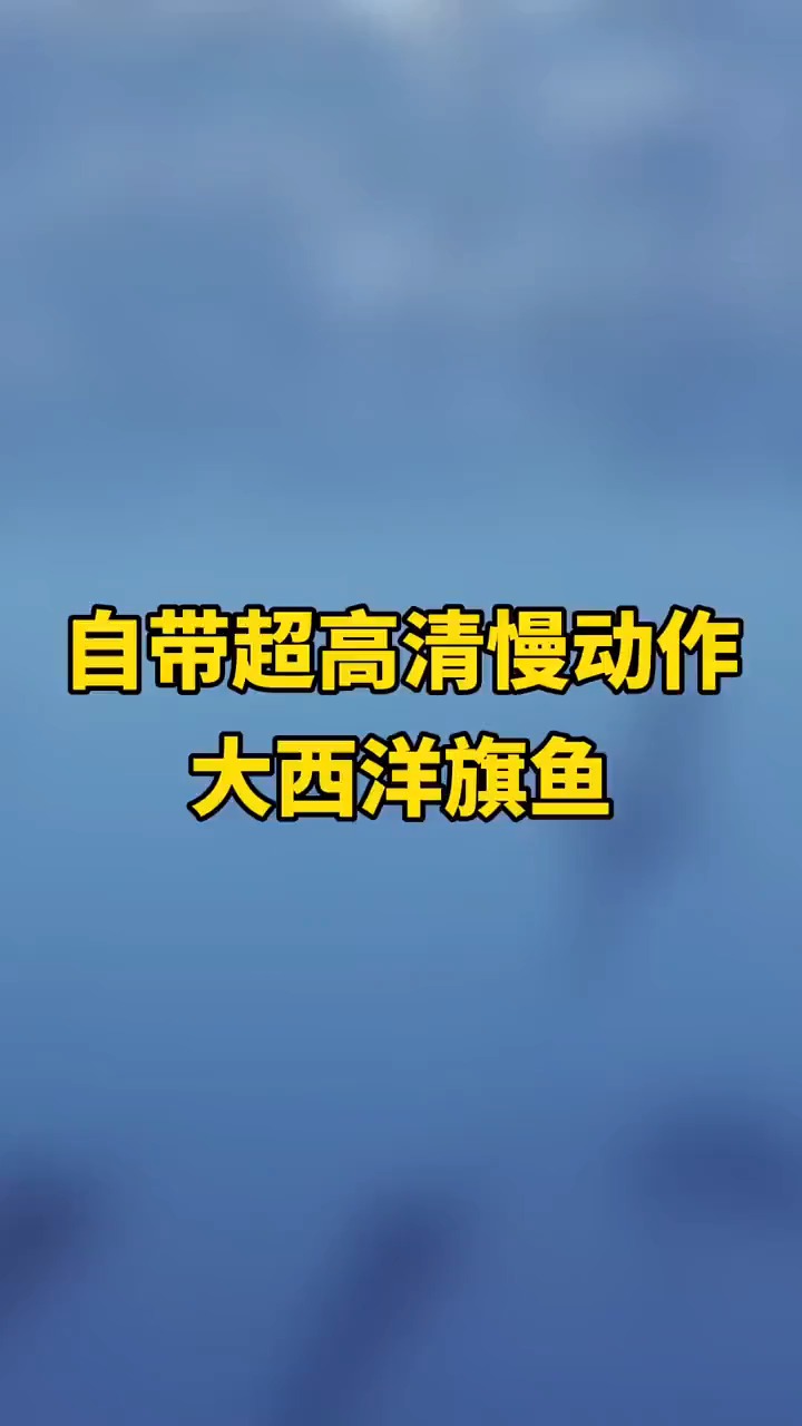 太神奇!自带超高清慢动作的大西洋旗鱼