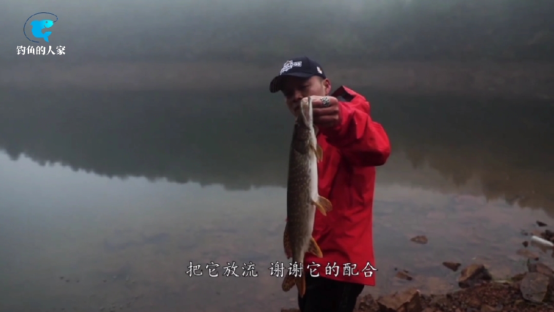 #野钓#野钓狗鱼,狗鱼的牙齿非常锋利,大家一定要用控鱼器去抓它