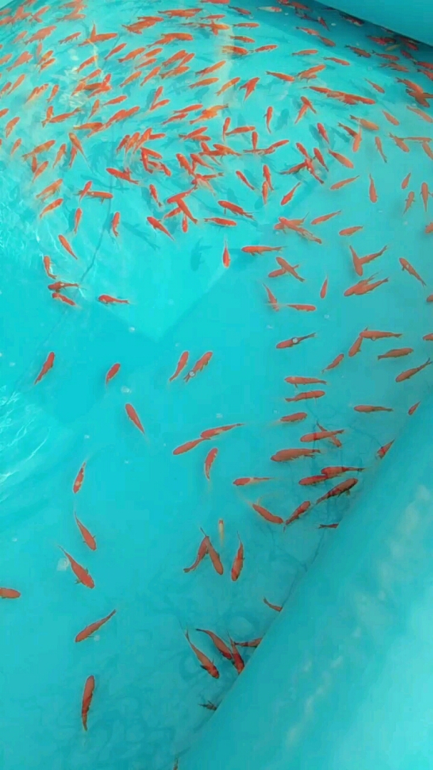 漂亮的红色小金鱼!