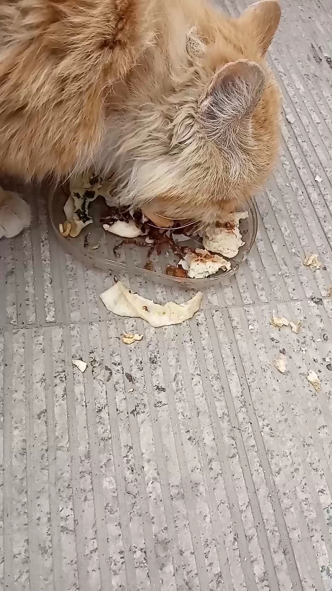 给猫小鱼仔吃了