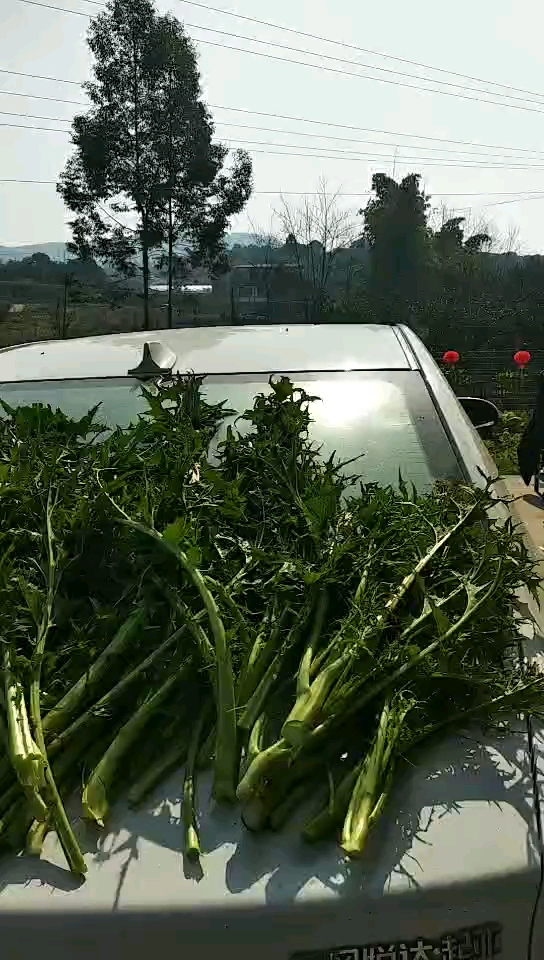 你们晒吃,晒玩,晒风景,今天是个好日子我晒堆青菜
