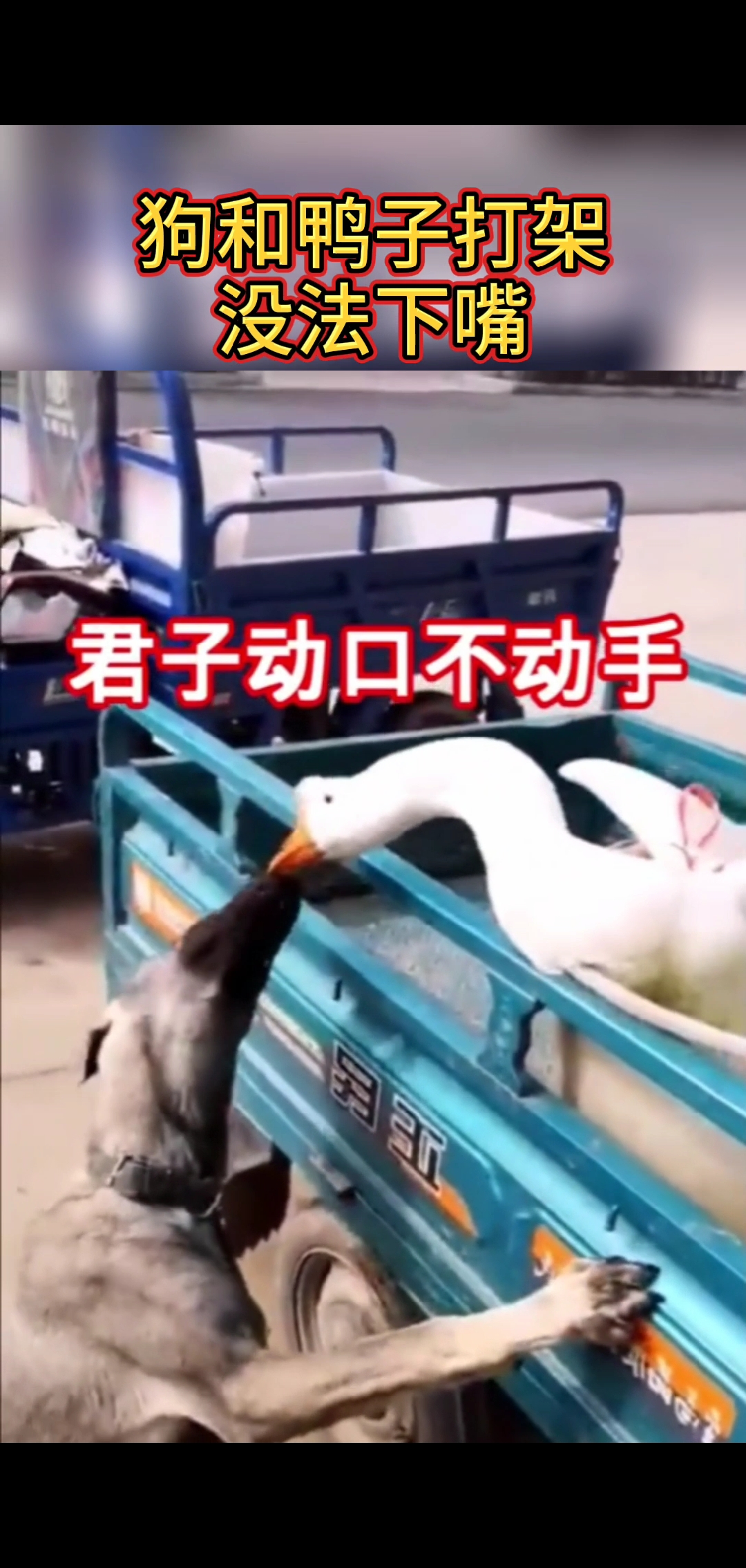 #搞笑视频#相爱那么容易,我们之间有太多脾气!