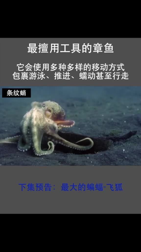 #娱乐#逆天了,这只章鱼竟会制作工具狩猎,章鱼,海底世界,海洋,科普