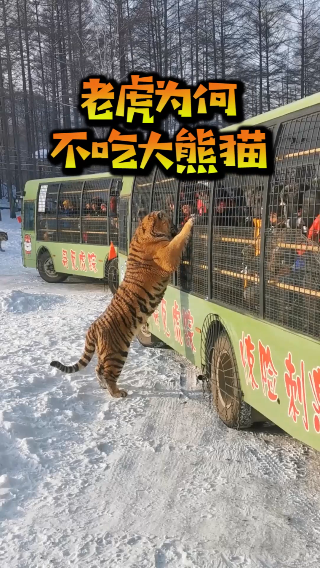 #奇闻趣事抢先看#老虎为何不吃大熊猫,真当熊猫是吃素的,人家怎么也是熊啊!