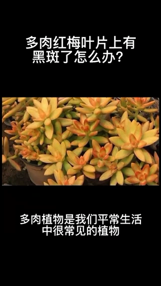 多肉红梅叶片上有黑斑怎么办 